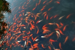 西湖花港观鱼-花港观鱼之红鲤花池铺锦绣