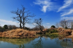 杭州西溪湿地-西溪湿地之秋