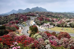 百里杜鹃景区-百里杜鹃