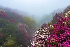 百里杜鹃景区-百里杜鹃