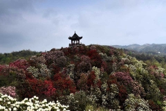 百里杜鹃景区-百里杜鹃
