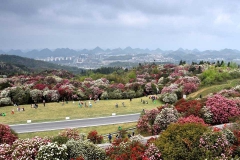 百里杜鹃景区-百里杜鹃